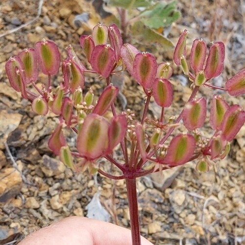 Lomatium_lucidum