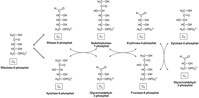 non-oxidative-phase