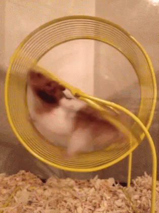 Wheel Hamster GIFs | Tenor