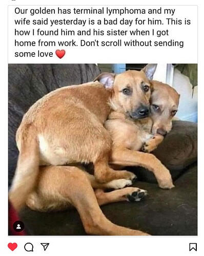 adog