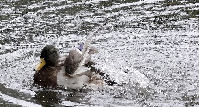 IMG_54565 planschender Stockenten-Erpel sn bv v2 lf