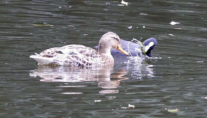 IMG_63024 sn bv vf v2