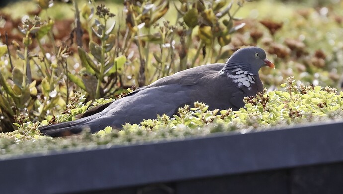 IMG_58433 Ringeltaube rollt sich hin und her auf MRs Flachdach sn bv vf v2 lf