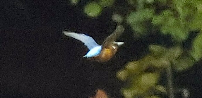 IMG_54698 Eisvogel fliegt links von mir nach gegenüber See sn bv v2 lf