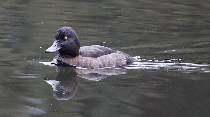 IMG_54614 Reiherente w AV Aythya fuligula tufted duck sn bv vf v2 lf