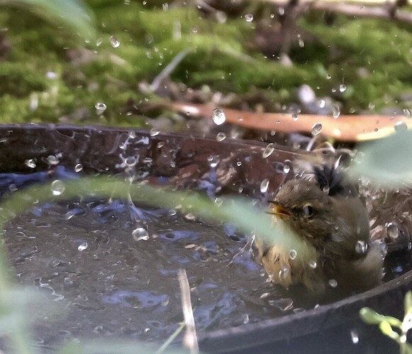 IMG_58932 Zilpzalp badet sn2 bv vf v2 lf