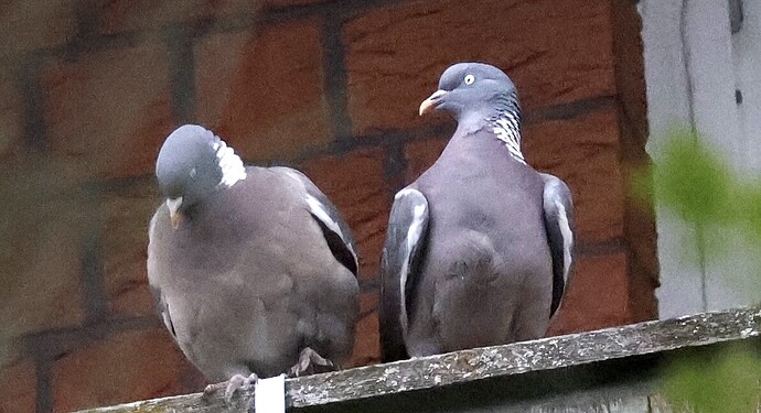 IMG_62071 Ringeltauben paaren sich auf Balkon-Brüstung sn bv v2