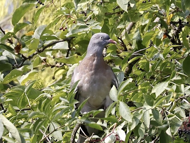 IMG_39667 White neck spot young woodpigeon sn bv v2 lf
