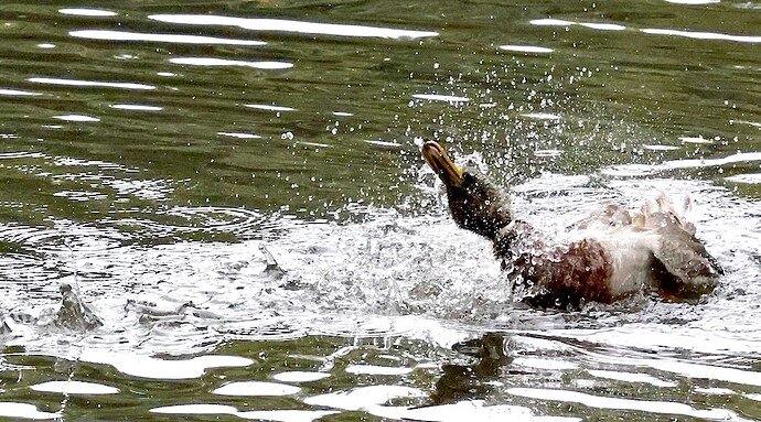 IMG_54501 planschender Stockenten-Erpel sn bv v2 lf