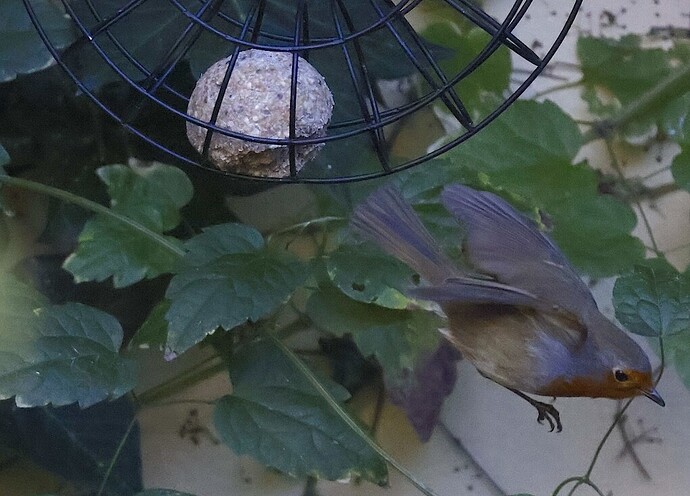 IMG_65313 sn bv vf v2