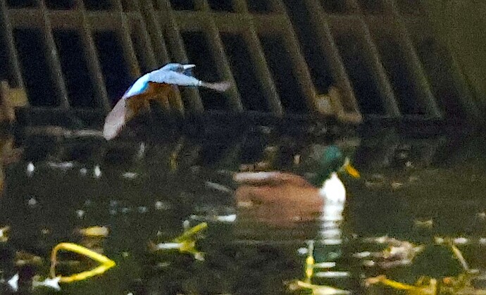 IMG_54686 Eisvogel fliegt links von mir nach gegenüber See sn bv vf v2 lf