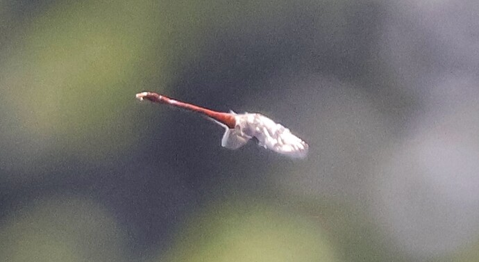 IMG_56028 sn bv v2 lf