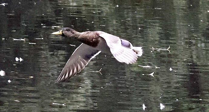 IMG_54728 Stockenten-Erpel fliegt von rechts nach links See sn bv v2 lf