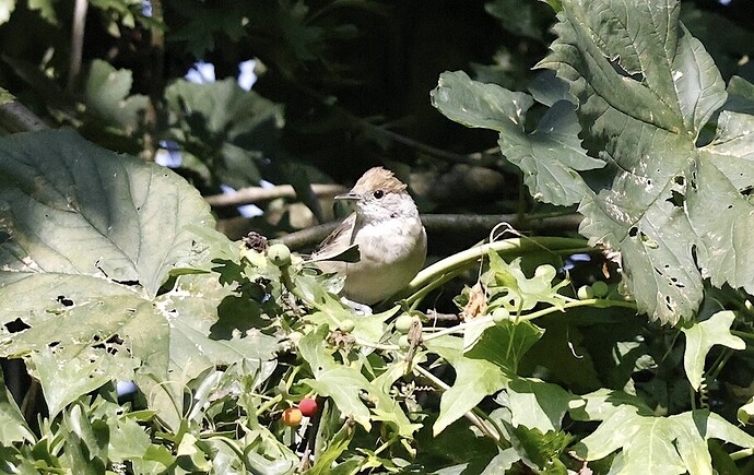 IMG_55297 sn-gr bv vf v2 lf