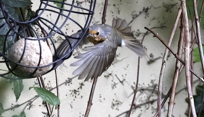 IMG_59144 Rotkehlchen am Meisenknödel sn bv vf v2 lf