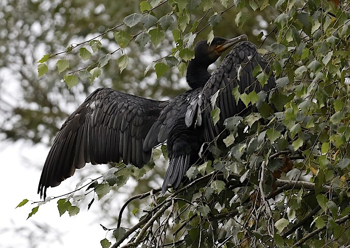 IMG_62748 sn bv vf v2