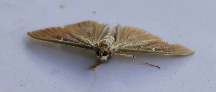 IMG_57817 Brauner Buchsbaumzünsler sn bv vf v2 lf