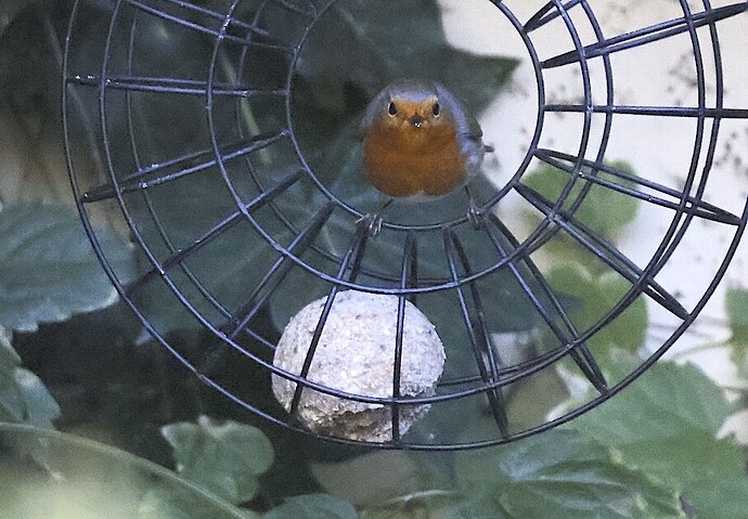 IMG_65352 sn bv vf v2