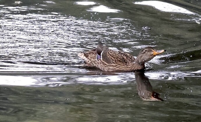 IMG_54670 Stockenten-Weibchen fliegt und landet sn bv v2 lf