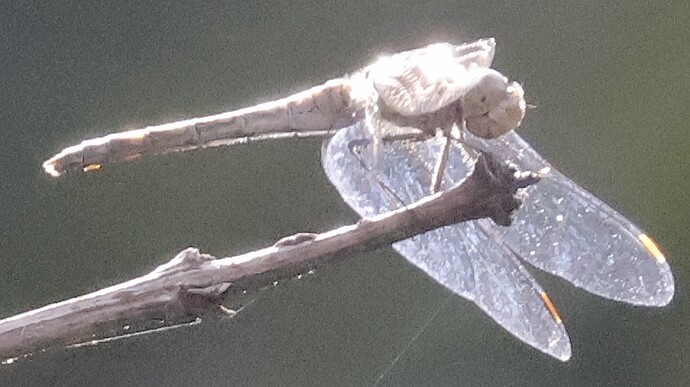 IMG_58517 5 Heidelibelle auf Flieder sn bvm vf v2 lf