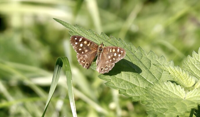 IMG_55197 sn bv vf v2 lf