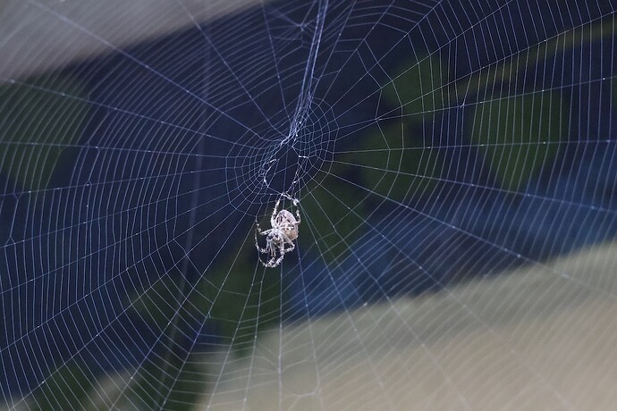 IMG_58731 Gartenkreuzspinne im Netz flickt Netz sn bv vf v2 lf
