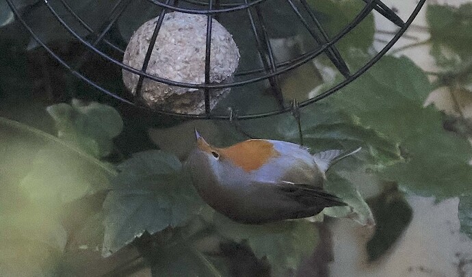 IMG_65336 sn bv vf v2