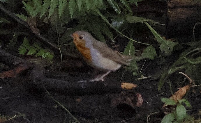 IMG_55037 Rotkehlchen unter Kirsche sn bv v2 lf