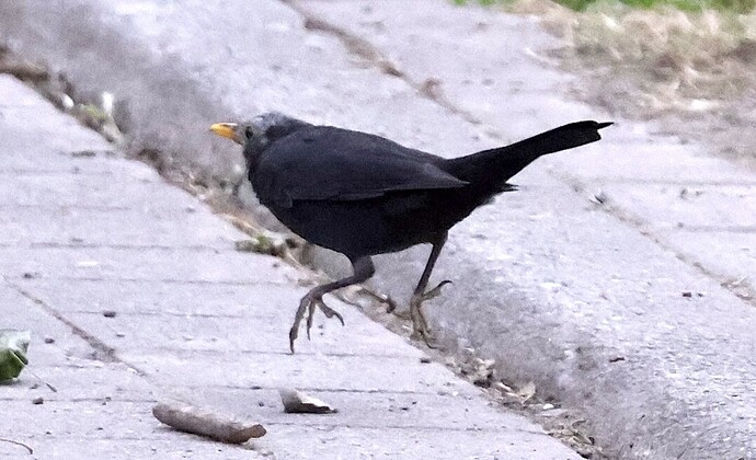 IMG_54983 Amsel-AV-m Mauser klTeich sn bv v2 lf