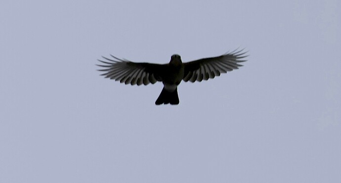 IMG_54118 Eichelhäher-Silhouette sn bv v2 lf