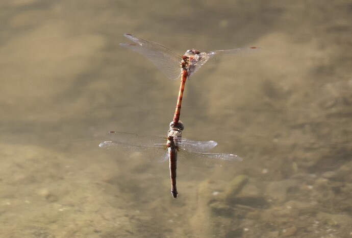 IMG_56662 sn bv vf v2 lf