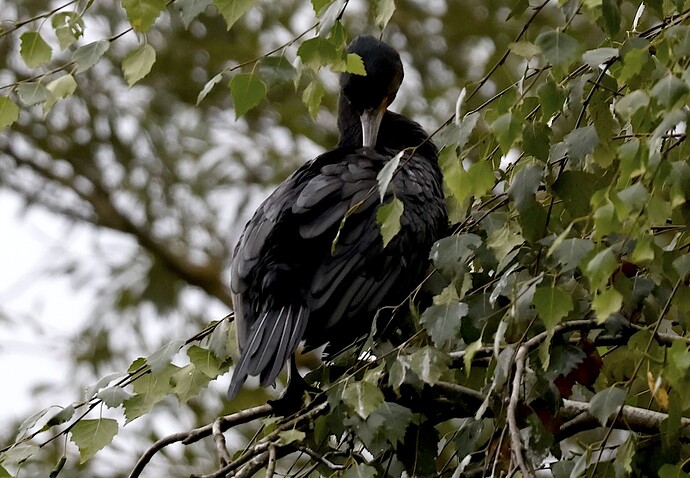 IMG_62896 sn bv vf v2