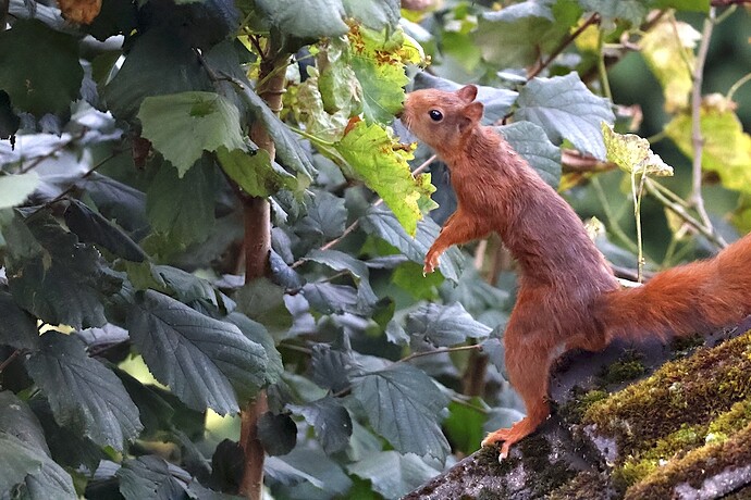 IMG_58303 Rotbraunes Eichhörnchen im Hasel sm bv vf v2 lf
