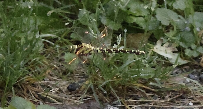 IMG_55772 sn bv vf v2 lf