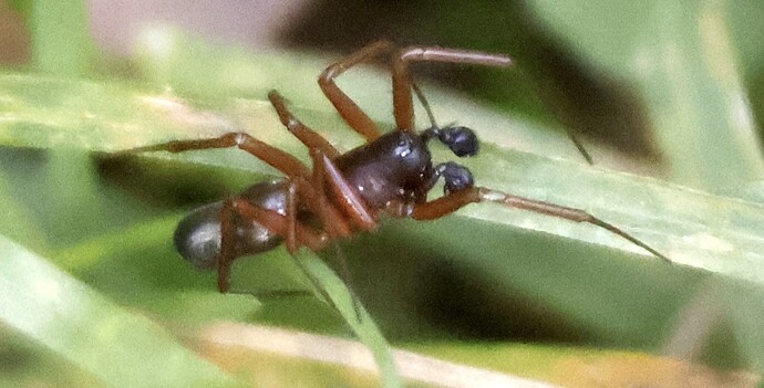 IMG_58697 braune Spinne im Gras sn bv vf v2 lf