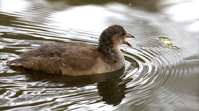 IMG_57026 bv vf v2 lf