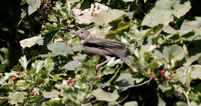 IMG_55323 sn bv v2 lf