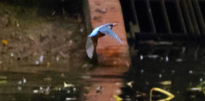 IMG_54685 Eisvogel fliegt links von mir nach gegenüber See sn bv v2 lf