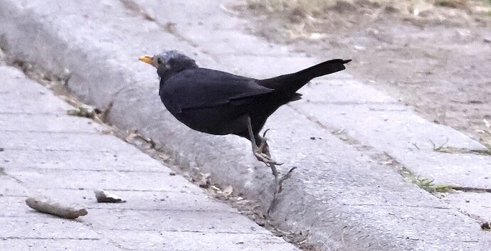 IMG_54982 Amsel-AV-m Mauser klTeich sn bv vf v2 lf