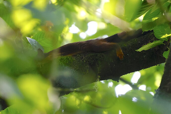 IMG_40078 Red brown squirrel chilling like a sloth sn bv v2 lf