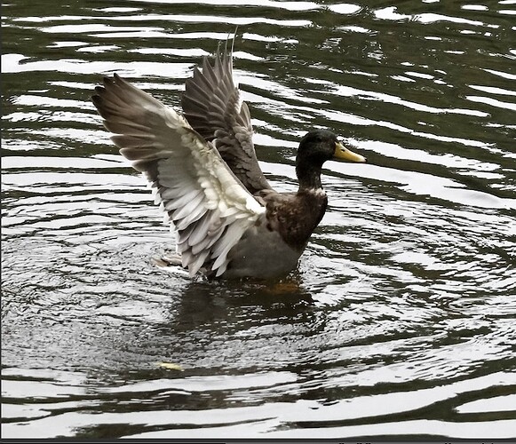 IMG_54590 planschender Stockenten-Erpel sn bv v2 lf