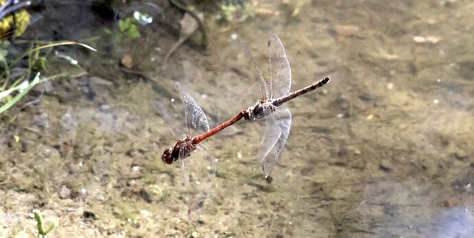 IMG_56243  sn bv vf v2 lf