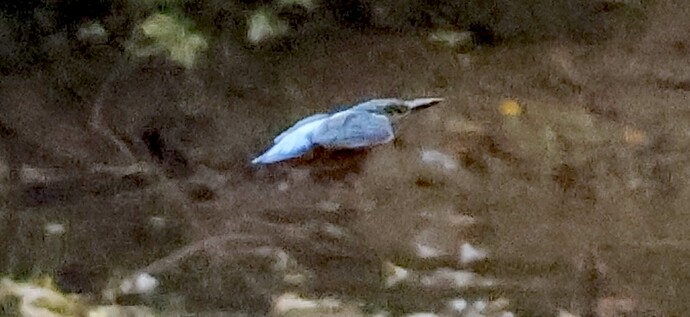 IMG_54683 Eisvogel fliegt links von mir nach gegenüber See sn bv v2 lf