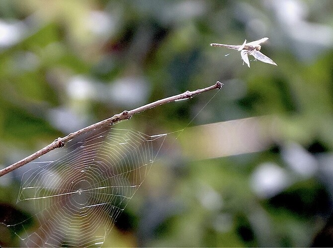 IMG_58630 5 Heidelibelle fliegt vom Flieder-Zweig sn bv vf v2 lf