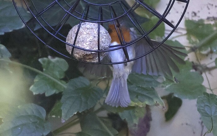 IMG_65345 sn bv vf v2