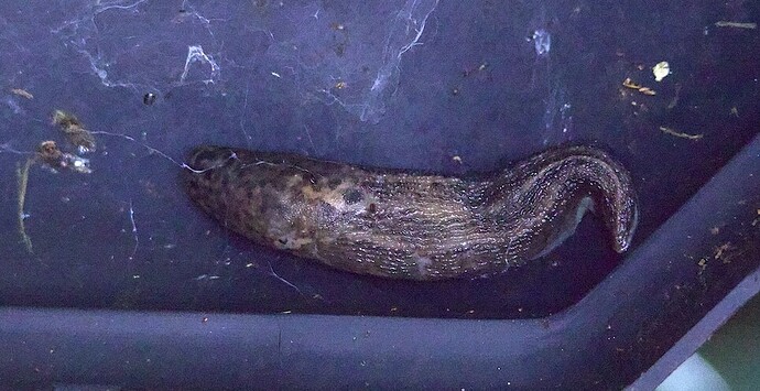 IMG_34446 leopard slug K1 sn bcv lf