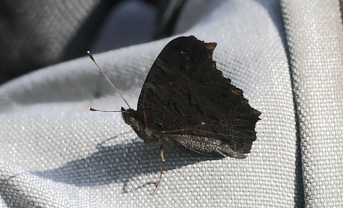 IMG_55427 n bv vf v2 lf