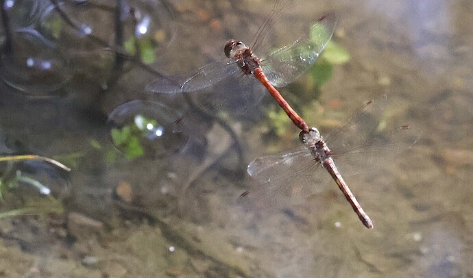 IMG_56274  sn bv v2 lf