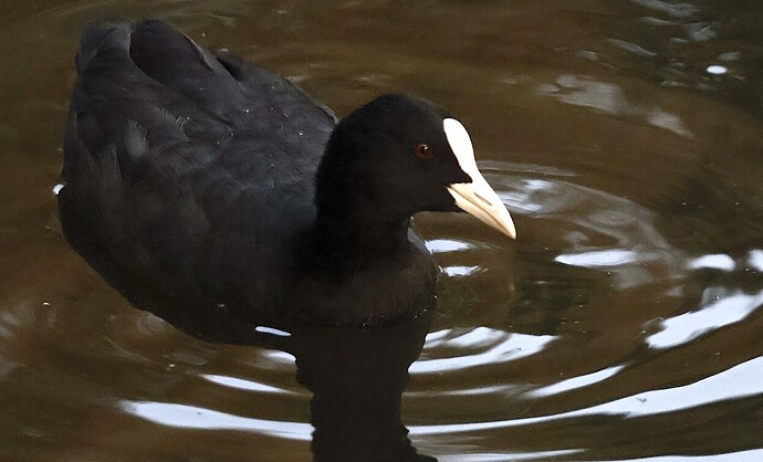 IMG_57007 sn bv v2 lf