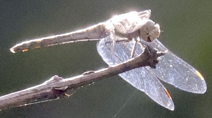 IMG_58511 5 Heidelibelle auf Flieder sn bv vf v2 lf